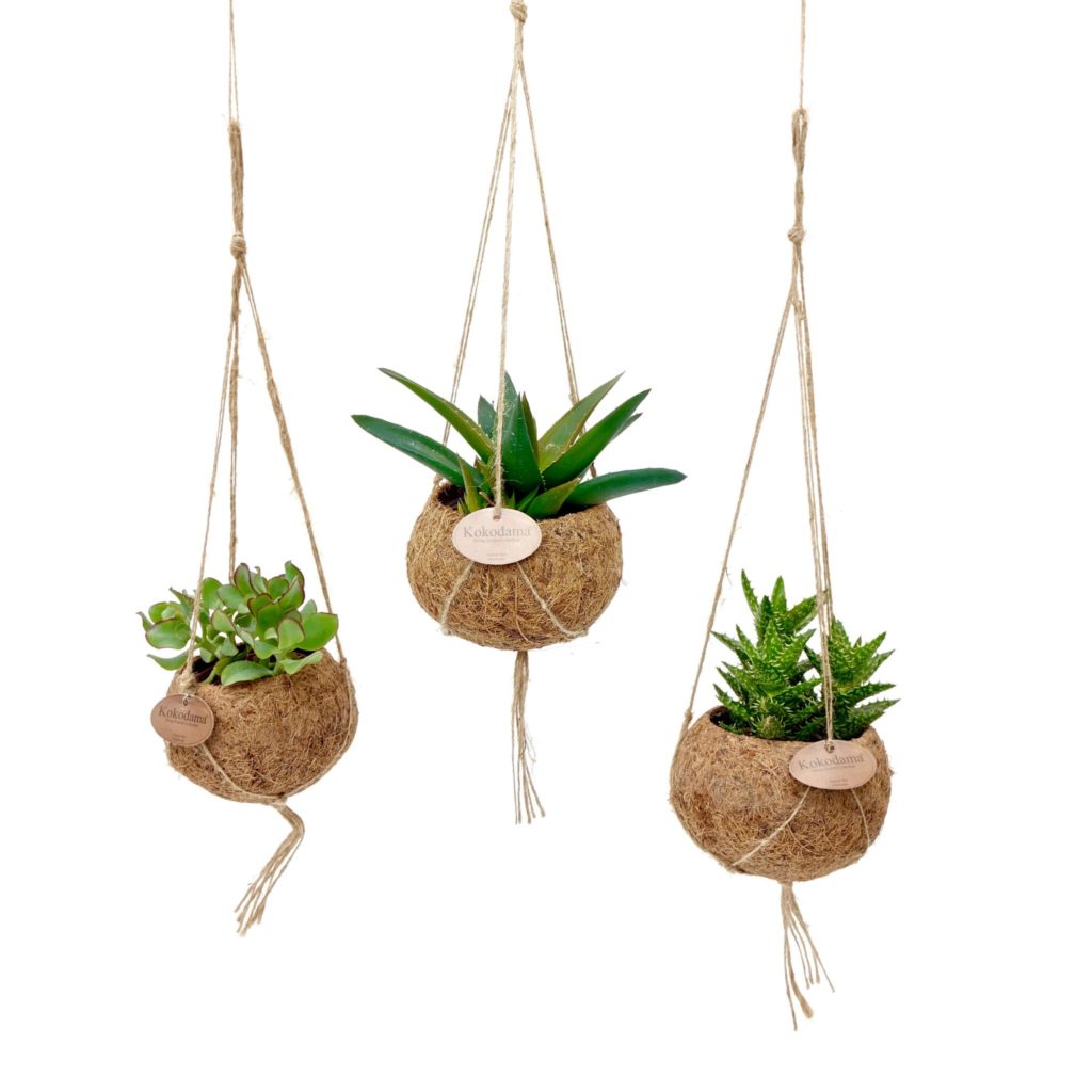 Hangplant in Kokosbol