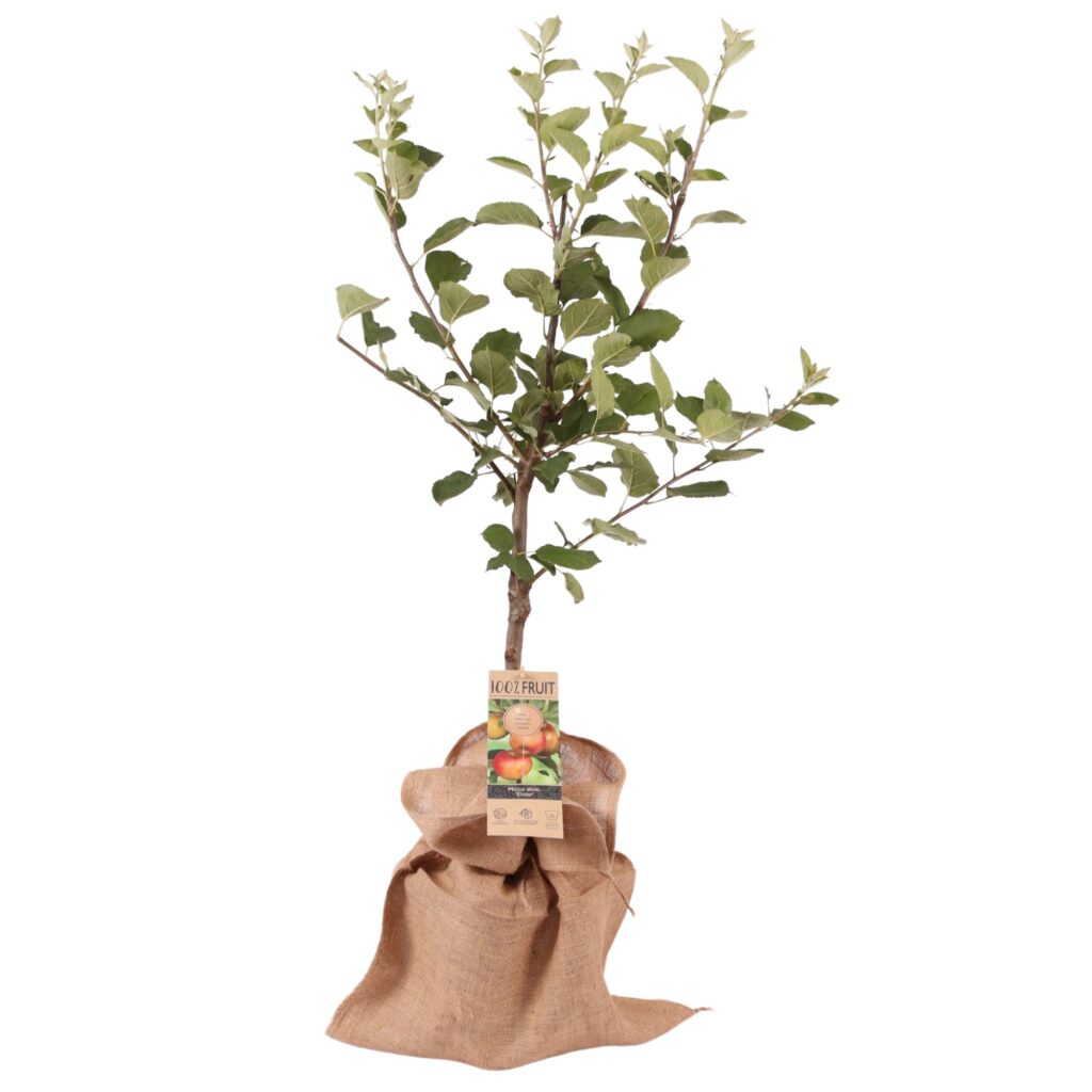 Appelboom Elstar